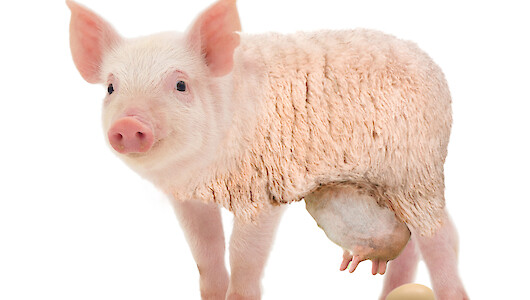 Illustration_Eierlegende Wollmilchsau (© eosionist – stock.adobe.com).