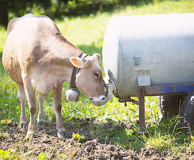 Mit steigenden Temperaturen und drohendem Hitzestress steigt der Wasserbedarf von Kühen (© Deutsche Tiernahrung Cremer).