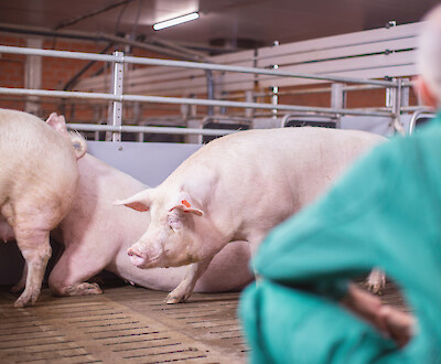 Farmer and deuka consultant discuss animal welfare in fattening pigs (© Deutsche Tiernahrung Cremer).