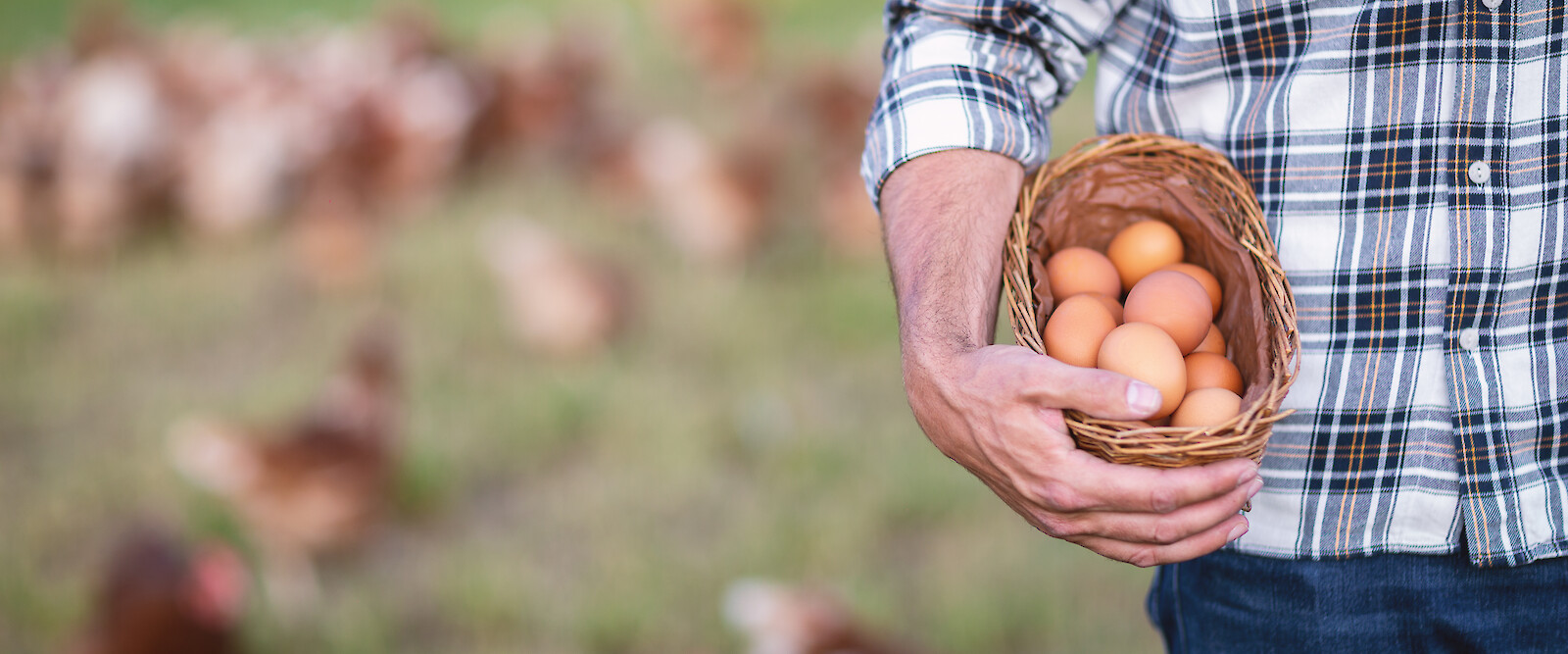 Farmer with fresh eggs from his mobile poultry farm (© Deutsche Tiernahrung Cremer).