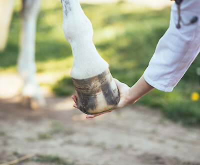 Ein gesunder Huf ist das Ziel jedes PferdebesitzerIn (© hedgehog94 – stock.adobe.com).