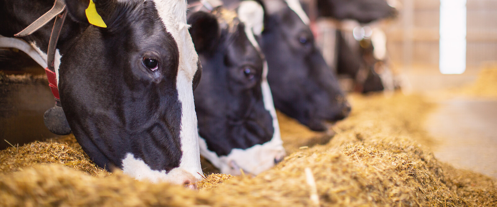 Herd of German black pied cattle eating at the feed table on modern AMS farm (© Deutsche Tiernahrung Cremer)