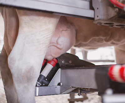 Dairy cattle with plump udders milking in the AMS (© Deutsche Tiernahrung Cremer)