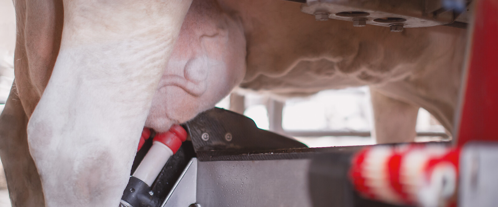 Dairy cattle with plump udders milking in the AMS (© Deutsche Tiernahrung Cremer)