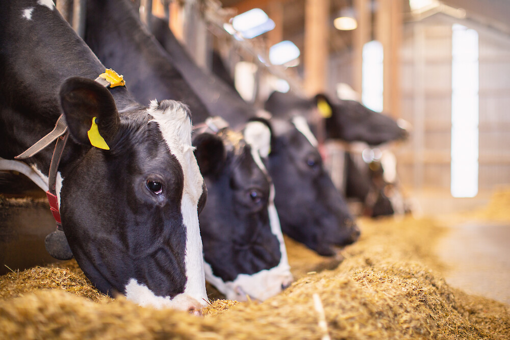 Herd of German black pied cattle eating at the feed table on modern AMS farm (© Deutsche Tiernahrung Cremer)