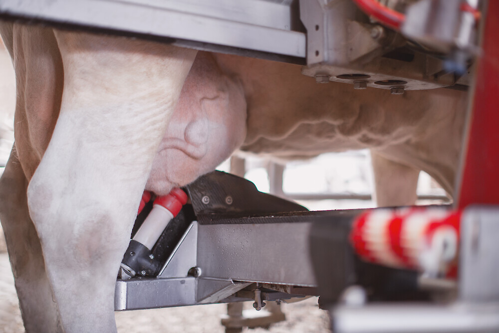 Dairy cattle with plump udders milking in the AMS (© Deutsche Tiernahrung Cremer)