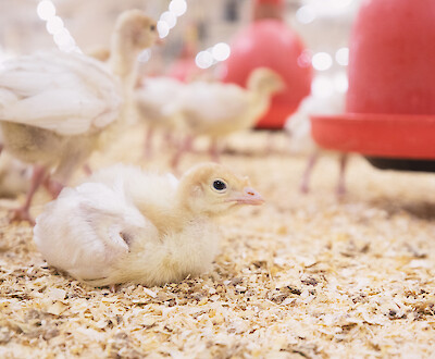 Young turkey resting in front of round drinker in barn on hot day (© Deutsche Tiernahrung Cremer)