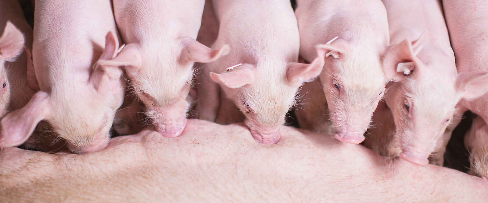 Illustration Happy piglets shortly before the first weaning feeding with primo first (© Deutsche Tiernahrung Cremer).