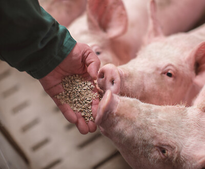 Pigs eat feed mixes from the farmer's hand that are tailored to their needs (© Deutsche Tiernahrung Cremer).