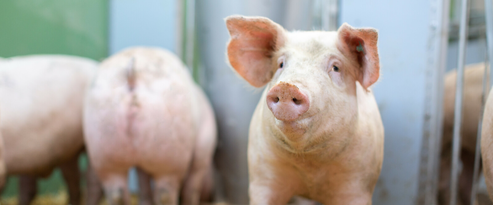 Schweine stehen vor Futterautomat auf Stroh und warten auf Fressen (©  Deutsche Tiernahrung Cremer).
