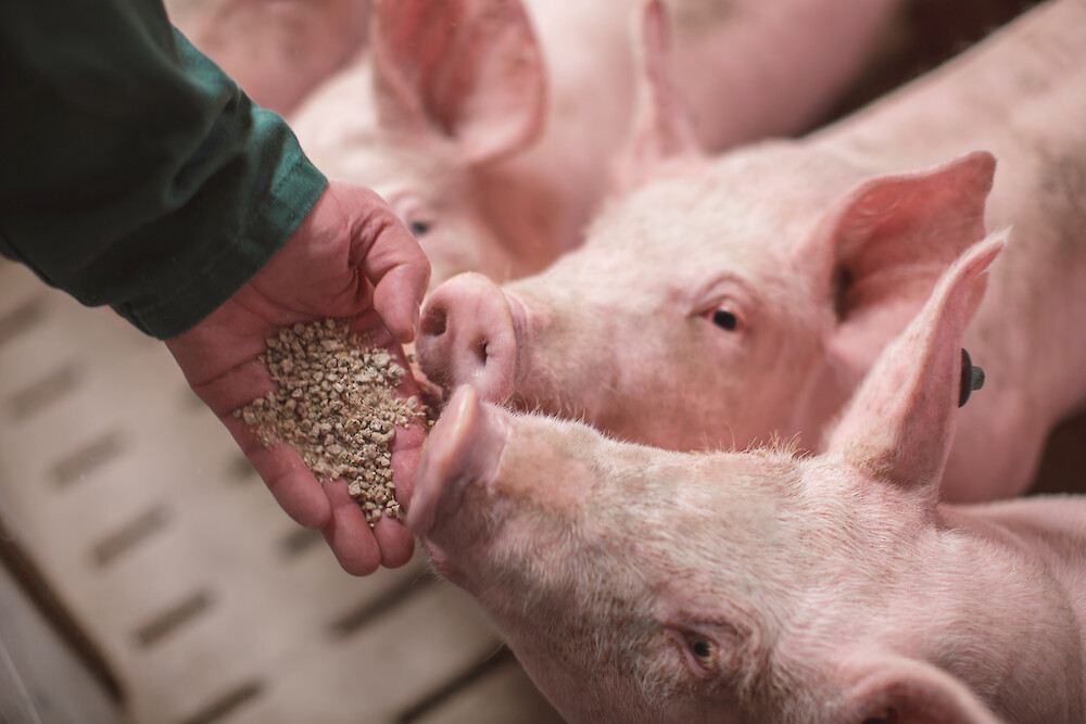 Schweine fressen bedarfsgenaue Futtermischung aus Hand des Landwirts (© Deutsche Tiernahrung Cremer).