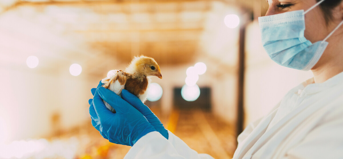 Tierärztin hält und begutachtet Jungtier zwecks Vorbereitung auf die Impfung gegen Salmonellen (© hedgehog94 – adobe.stock.com).