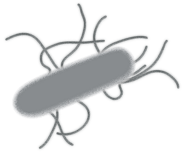 Graphic representation of a salmonelle (© Deutsche Tiernahrung Cremer).