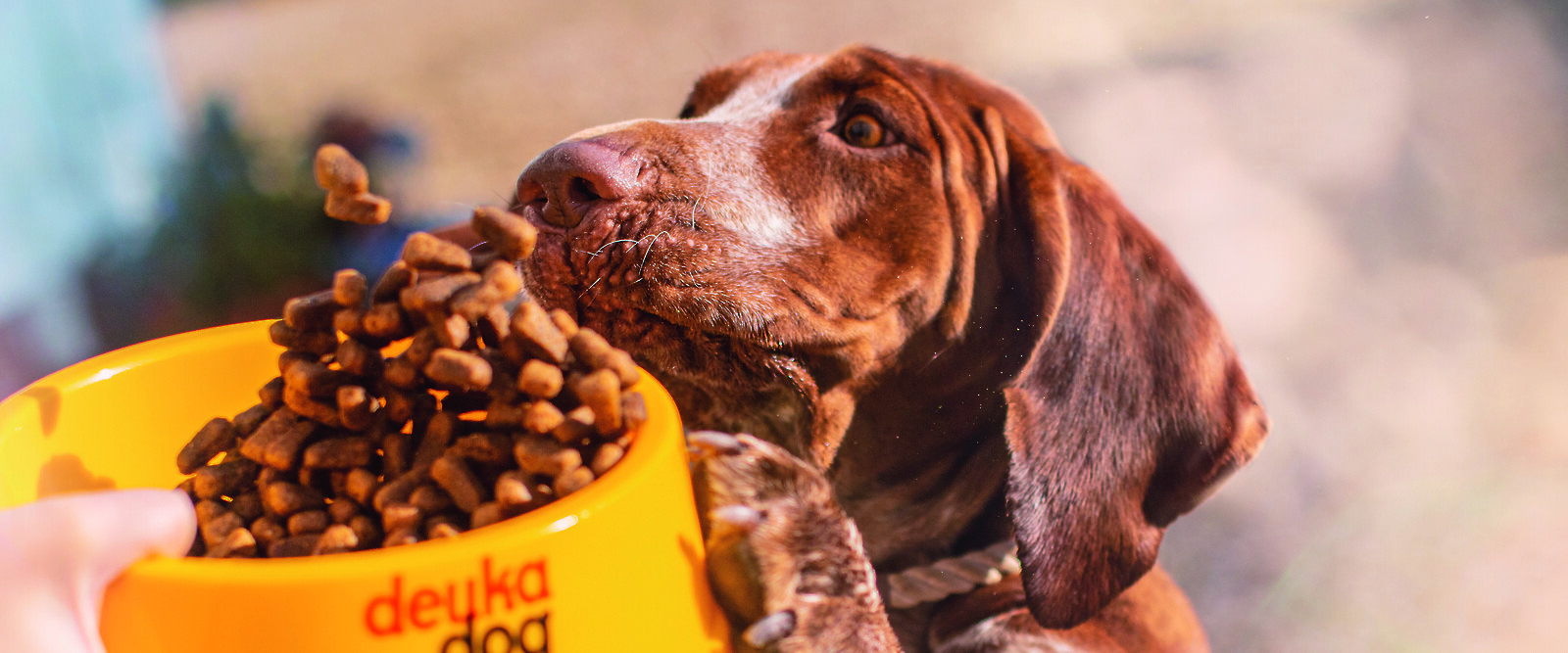 Hungriger Hund hat Appetit auf deuka dog-Hundefutter (© deuka Tiernahrung Cremer).