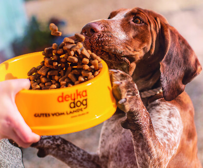 Hungriger Hund hat Appetit auf deuka dog-Hundefutter (© Deutsche Tiernahrung Cremer).