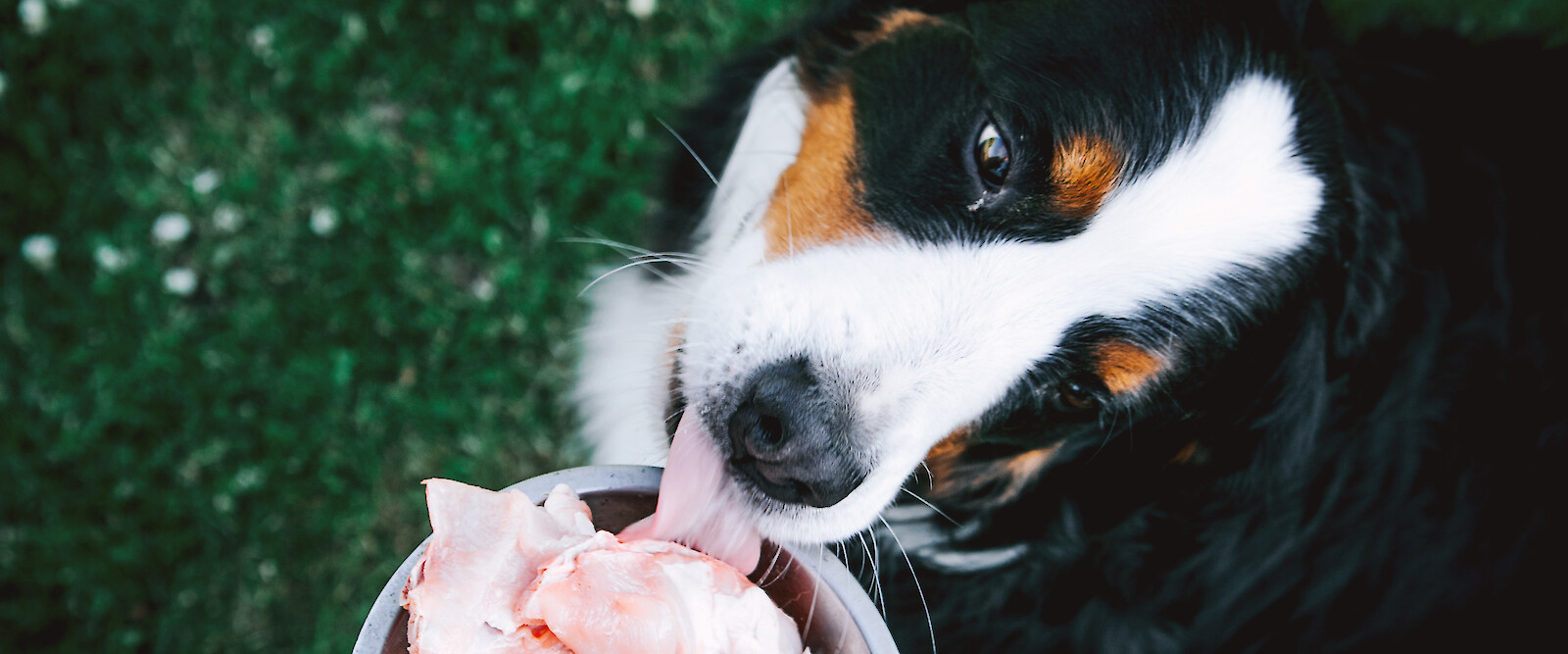 Lediglich Knochen und rohe Kost – Barfen ist ein Trend der Hundefütterung, aber ist diese Form der Ernährung auch gut für den Hund geeignet? (© Evelina – stock.adobe.com).