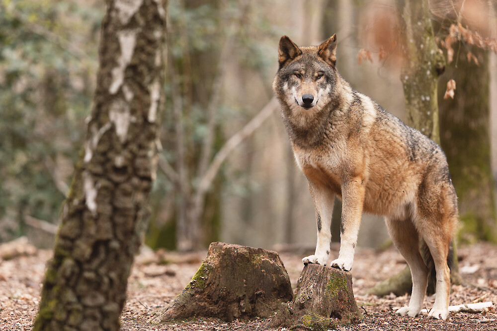 Mit dem Wolf teilt der Hund gemeinsame Vorfahren – aber sollten sich beide Spezies deshalb auch identisch ernähren? (© AB Photography – stock.adobe.com)