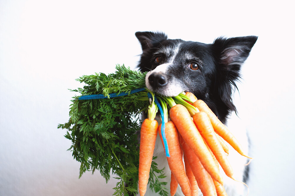 Sollten sich Hunde vegetarisch oder vegan ernähren – Border Collie hält eine Strauch Karotten im Maul (© Dvorakova Veronika – stock.adobe.com).