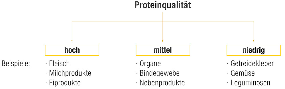 Die Grafik zeigt, welche Nahrungsmittel eine hohe, mittelere und niedrige Proteinqualität liefern (© Deutsche Tiernahrung Cremer).