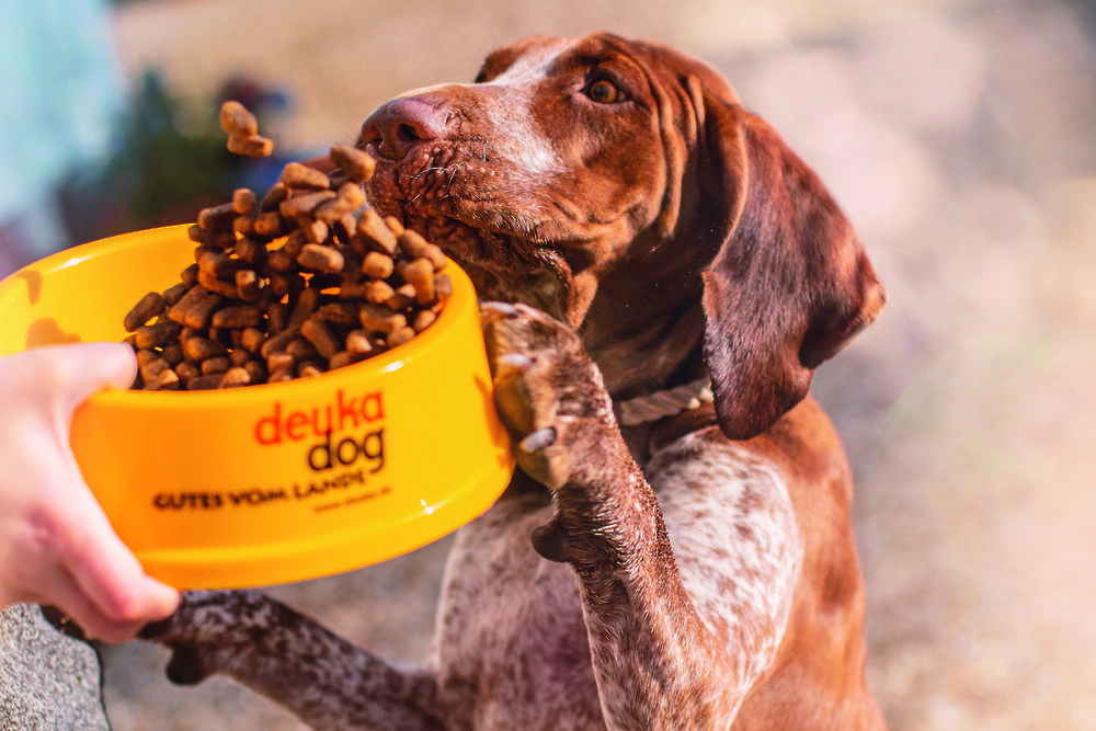 Hungriger Hund hat Appetit auf deuka dog-Hundefutter (© deuka Tiernahrung Cremer).
