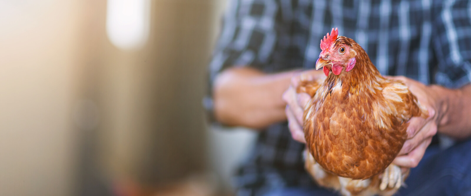Auch Hühner in mobiler Stallhaltung sind vor Vogelgrippe bzw. Geflügelpest sicher - zumindest, wenn sie in ihrem Mobilstall verbleiben (Schutz vor Vogelgrippe bzw. Geflügelpest: Überdachung und Schutz vor Wildvögeln (© deuka Tiernahrung Cremer).