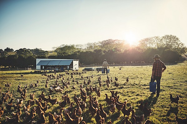 Landwirte versorgen Hühner bei Mobilstall