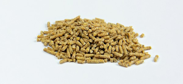 Pile of chicken feed P2 grained