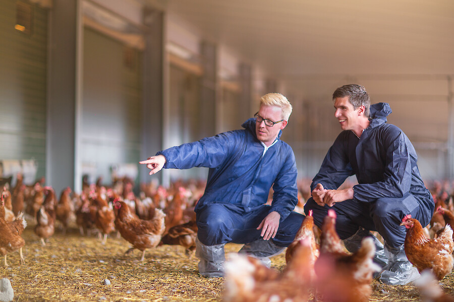 Consultation between poultry farmer and deuka specialist advisor for poultry feeding in the winter garden of a poultry farm with laying hens (© Deutsche Tiernahrung Cremer).