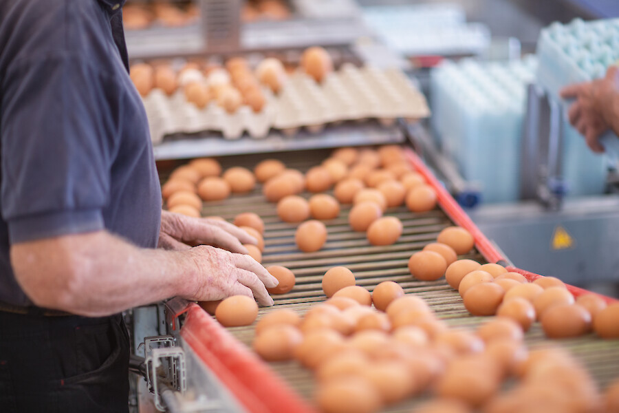 Employee on poultry farm checks the quality of fresh eggs (© Deutsche Tiernahrung Cremer).