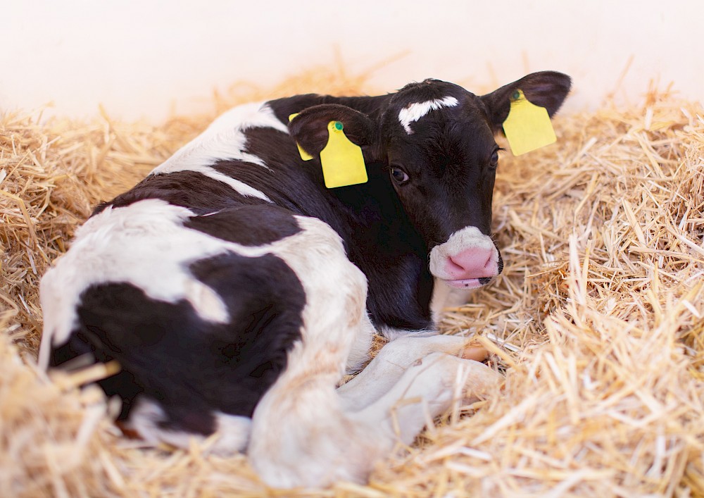Gesundes und vitales Kalb liegt auf Stroh in modernem sauberen Iglo (© Deutsche Tiernahrung Cremer).