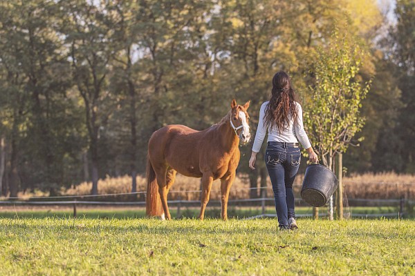 Reiterin geht zu ihrem Pferd auf Koppel mit Futtereinmer