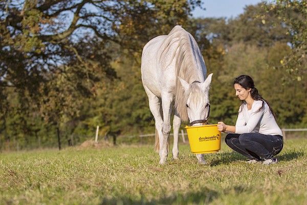Rider feeds her grey horse in a paddock