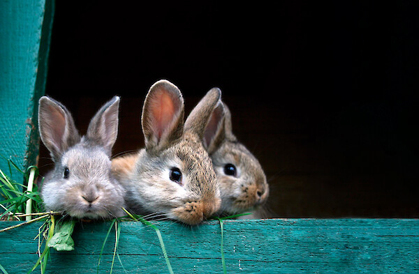 Young rabbits looking out of the hutch into the garden (© Deutsche Tiernahrung Cremer).