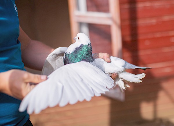 Breeder looks at white pedigree pigeon