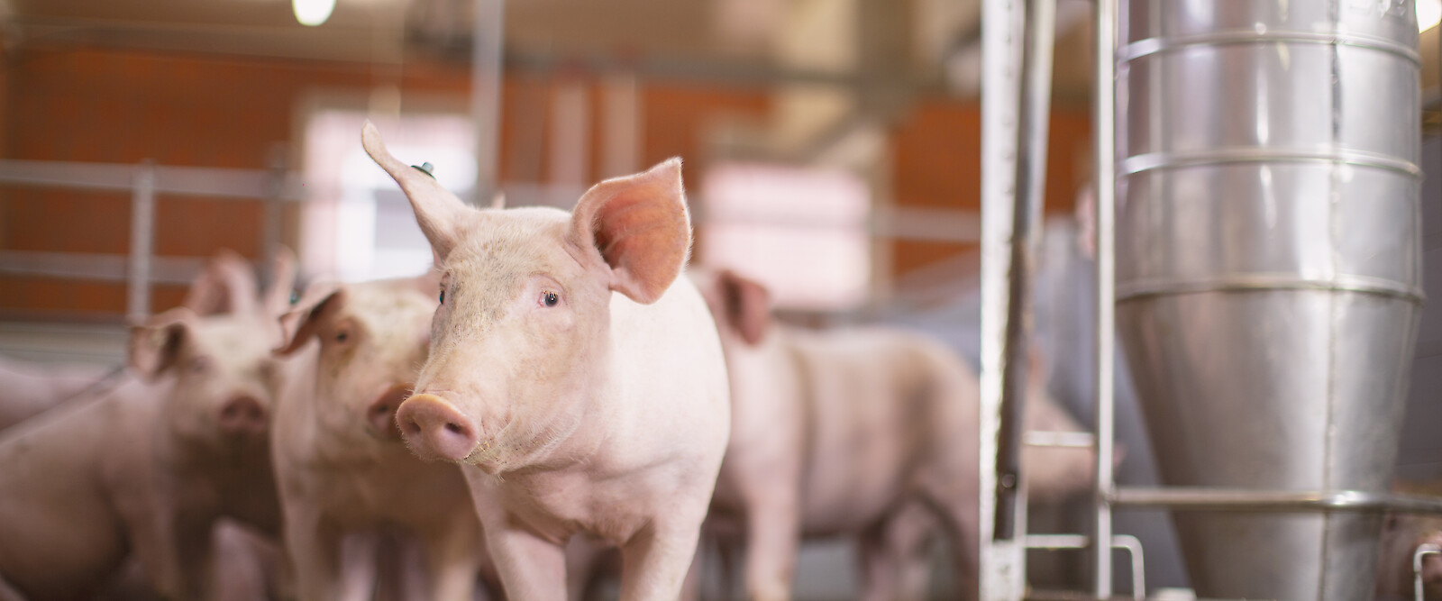 Futtereffizienz gestiegen - Schweine warten neben Futterautomat auf Fressen (© deuka Tiernahrung Cremer).