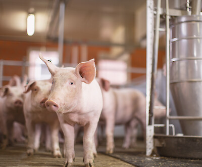 Feed efficiency increased - pigs waiting for food next to automatic feeder (© Deutsche Tiernahrung Cremer).