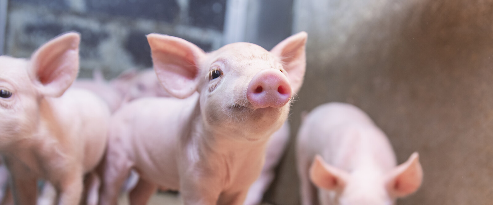 Ferkel benötigen eine anpasste Fütterung während des Absetzens (© deuka Tiernahrung Cremer).