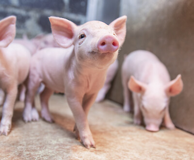 Piglets need adapted feeding during weaning (© Deutsche Tiernahrung Cremer).