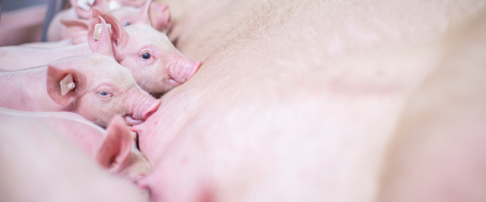 Nach dem Absetzen fressen Ferkel erstmals alleinig stärke- und getreidehaltiges Ferkelfutter (© deuka Tiernahrung Cremer).