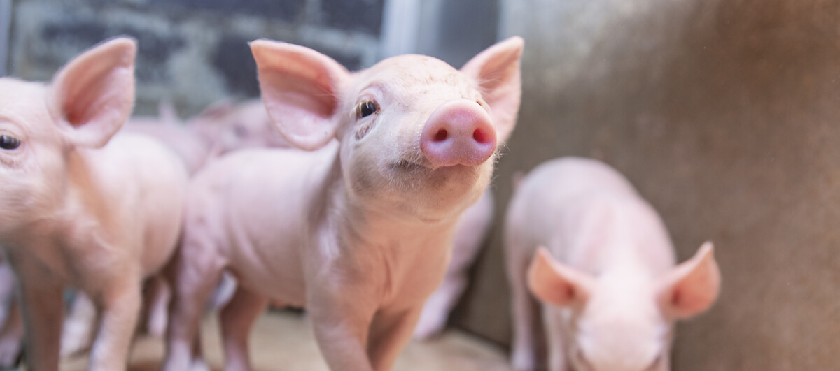 Ferkel benötigen eine anpasste Fütterung während des Absetzens (© deuka Tiernahrung Cremer).