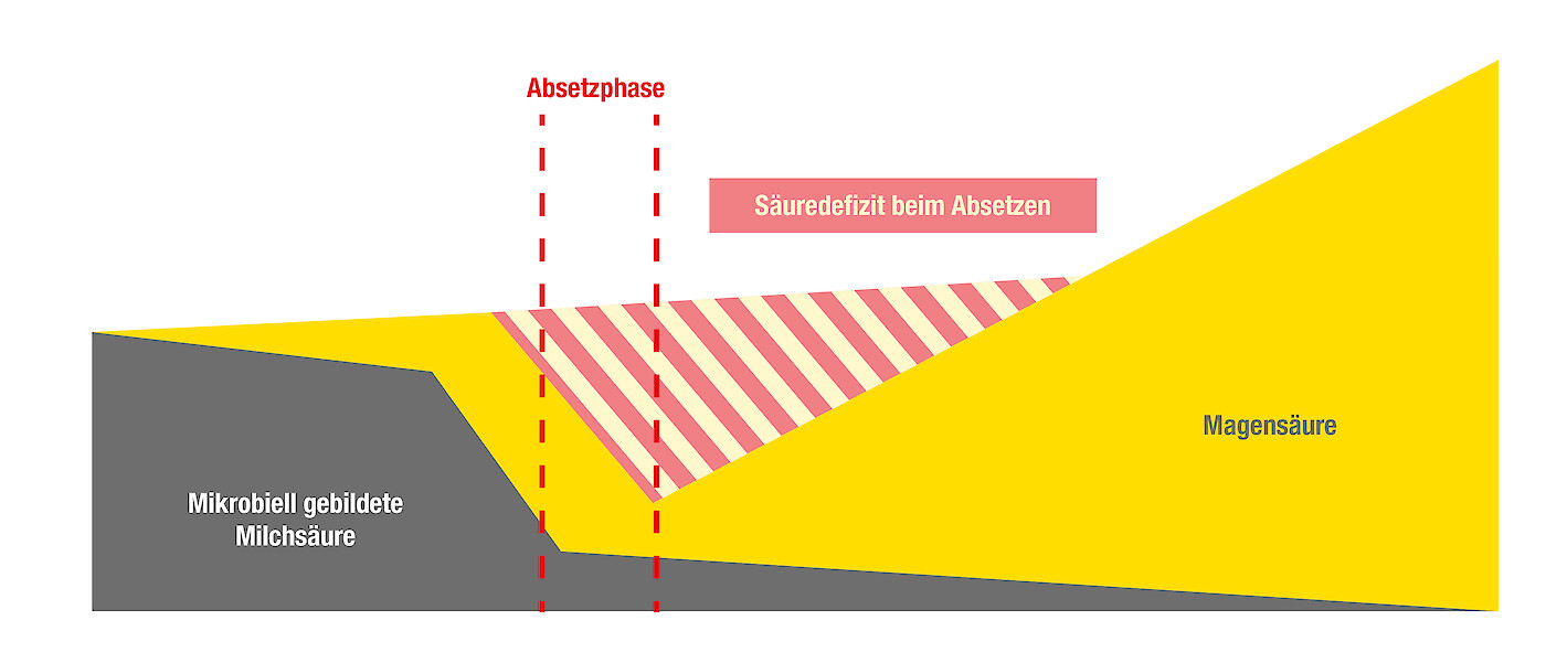 Während der Absetzphase entsteht ein Säuredefizit im Magen der Ferkel. Der Grund: Die Anzahl der Milchsäurebakterien geht zurück, während die Magensäureproduktion noch nicht ausreichend anläuft. Um eine optimale Darmgesundheit zu erreichen, sollten während der Absetzphase Säuren im Ferkelfutter zum Einsatz kommen sowie puffernde Substanzen wie Rohprotein und Calcium reduziert werden (© deuka Tiernahrung Cremer).
