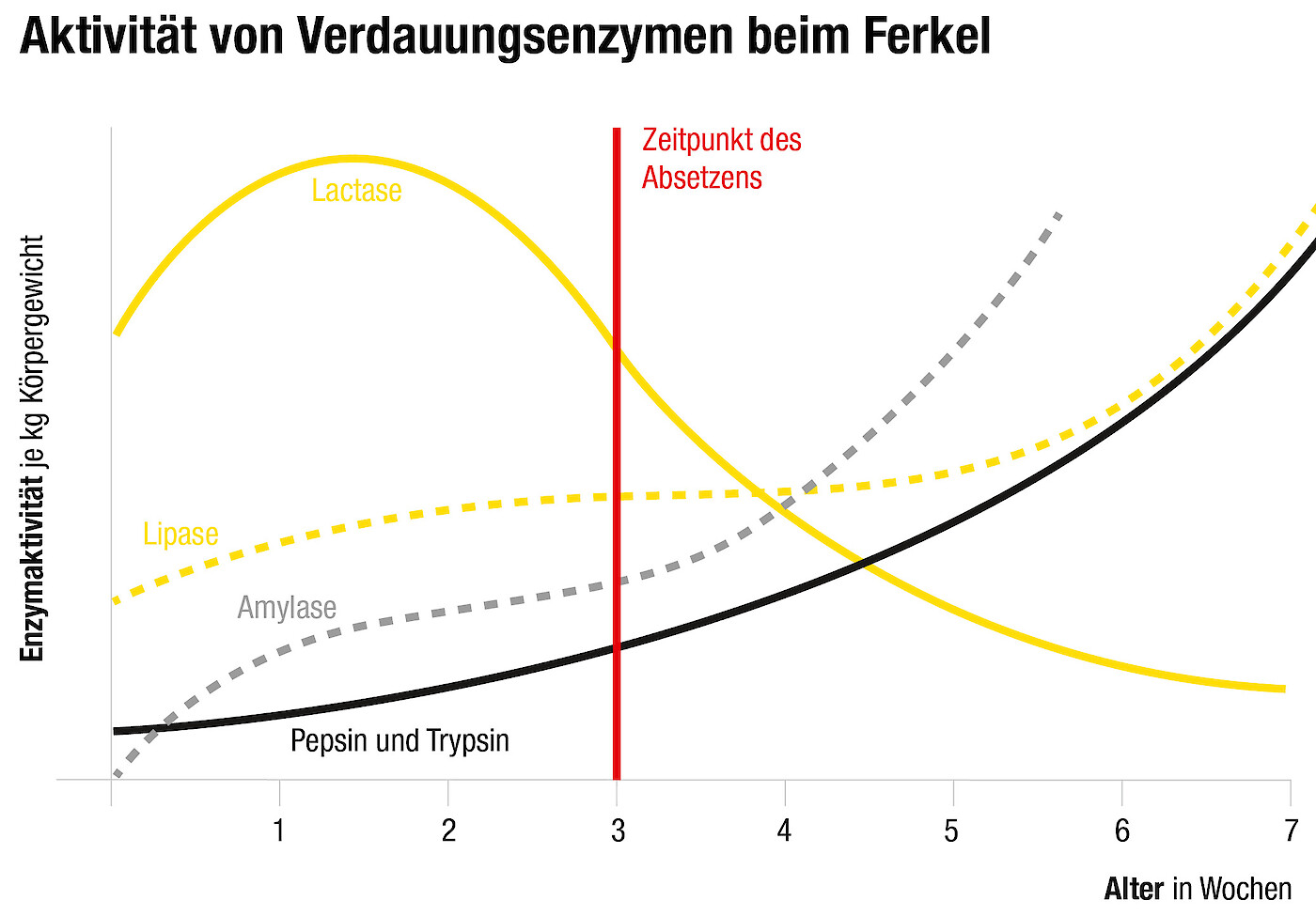 Das Lactose(Milchzucker)-spaltende Enzym Lactase ist zu Beginn der Absetzphase noch in großen Mengen vorhanden. Aus diesem Grund sind Milch- und Molkeprodukte ein fester Bestandteil von Prestartern. Die Stärkeverwertung beginnt erst mit Zunahme des stärkespaltenden Enzyms Amylase; stärkereiche Futterkomponenten sollten daher aber der dritten Lebenswoche im Futter kontinuierlich erhöht werden. Proteinspaltende Enzyme (Pepsin und Trypsin) werden ebenfalls erst nach der dritten Woche vermehrt freigesetzt. Dementsprechend gilt: Proteinverdauung gerade direkt nach dem Absetzen durch Säuren zu unterstützen! (© deuka Tiernahrung Cremer).