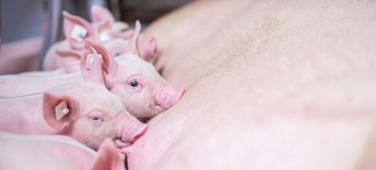 Nach dem Absetzen fressen Ferkel erstmals alleinig stärke- und getreidehaltiges Ferkelfutter (© deuka Tiernahrung Cremer).