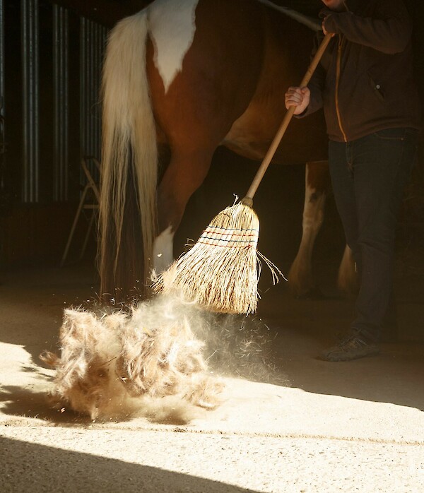 Haare, Haare, nichts als Haare. Zweimal im Jahr verursacht der Fellwechsel der Pferde einen Großputz im Stall (© Nadine Haase – stock.adobe.com).