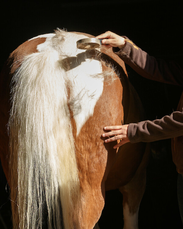A chore in spring and at the beginning of autumn: Only those who brush regularly and comprehensively can keep the horse's flowing coat in check during the change of coat (© Nadine Haase - stock.adobe.com).