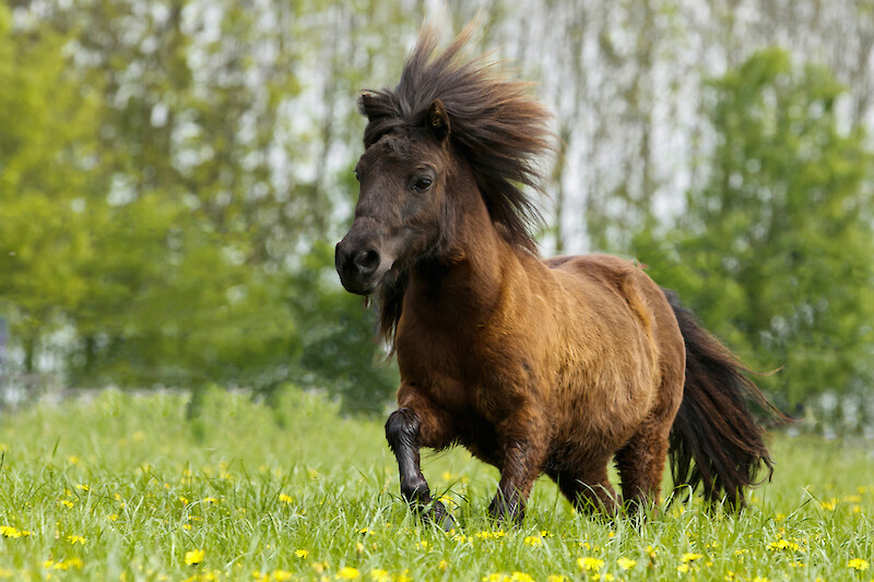 Regelmäßige Bewegung ist wichtig für die Therapie übergewichtiger Pferde mit EMS (© Nadine Haase – stock.adobe.com).