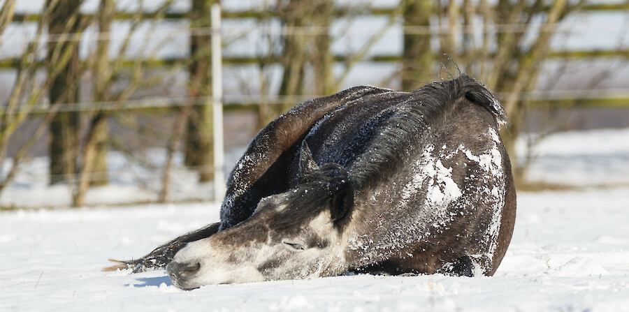 Ein Pferd mit Magenproblemen liegt im Schnee (© Nadine Haase – stock.adobe.com)