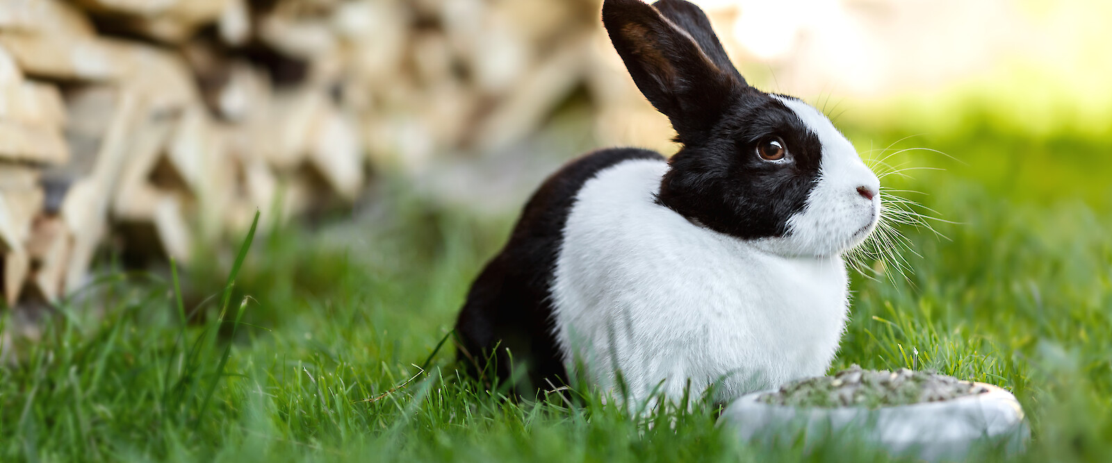 Rabbit sitting in front of pellet feeder on green meadow © Deutsche Tiernahrung Cremer