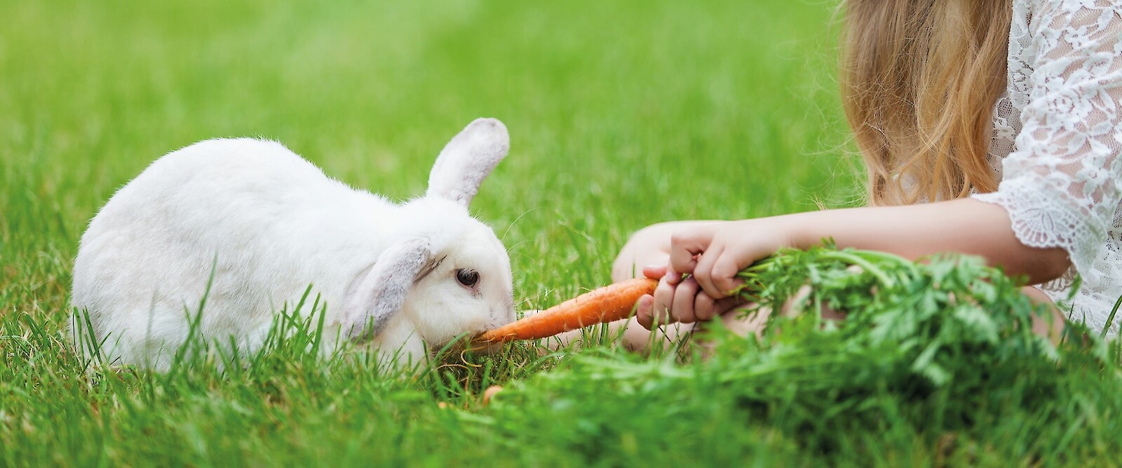 Kaninchen artgerecht füttern: Das ist kinderleicht - eigentlich (© SunKids - stock.adobe.com).