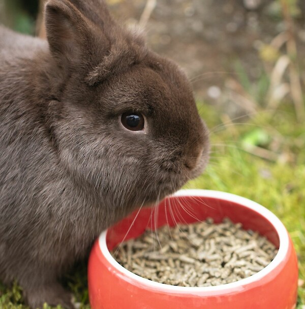 Colour dwarf havana with bowl (© Deutsche Tiernahrung Cremer).